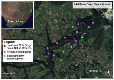 Local Geomorphological Gradients and Land Use Patterns Play Key Role on the Soil Bacterial Community Diversity and Dynamics in the Highly Endemic Indigenous Afrotemperate Coastal Scarp Forest Biome